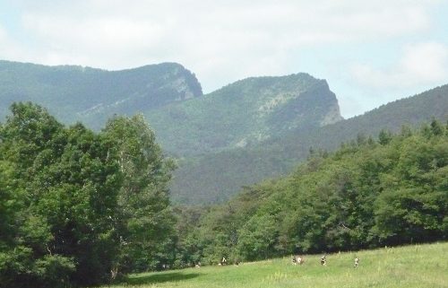 forêt de Saoû